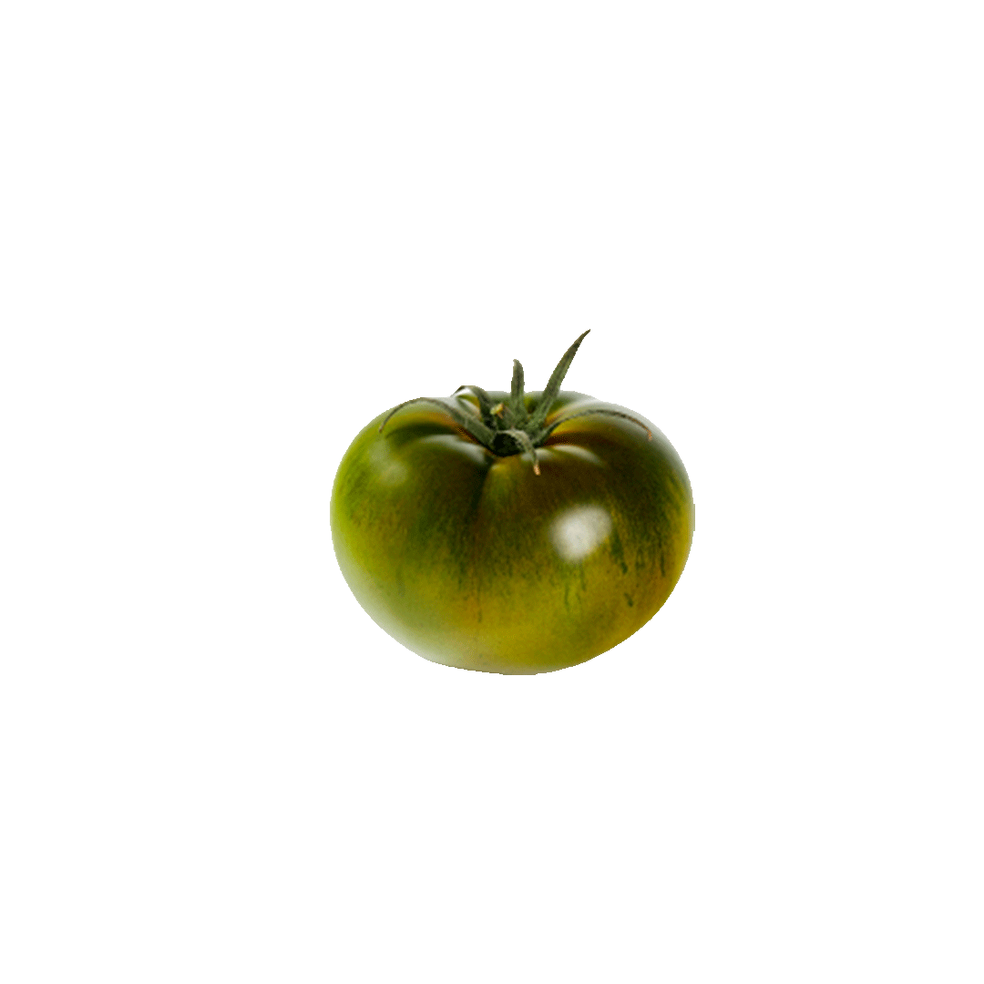 tomate liso rambito