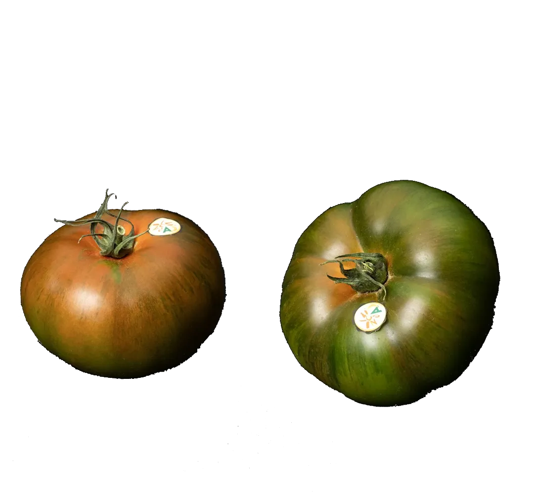 Premium Plain Tomato